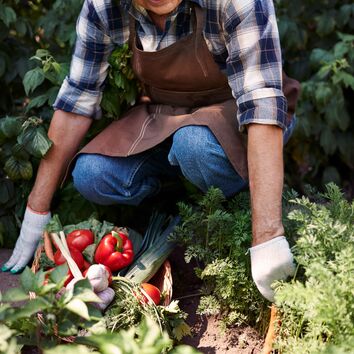 Mann hockt im Garten und erntet Möhren